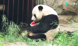 娱乐圈吃瓜熊猫胖胖,熊猫胖胖的吃瓜日常